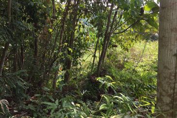 Freehold agriculture land with 25 yo rubber trees for sale