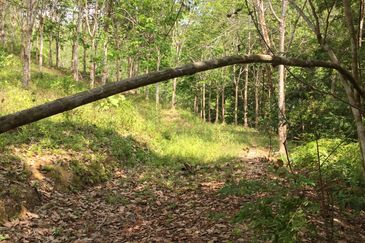 Freehold agriculture land with 25 yo rubber trees for sale