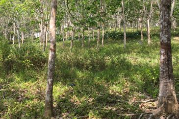 Freehold agriculture land with 25 yo rubber trees for sale