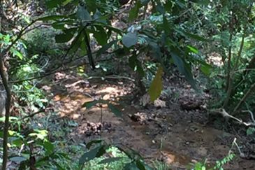 Freehold agriculture land with 25 yo rubber trees for sale