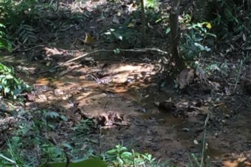 Freehold agriculture land with 25 yo rubber trees for sale