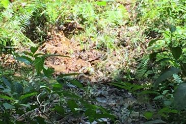 Freehold agriculture land with 25 yo rubber trees for sale