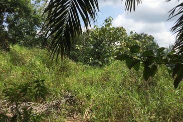 Freehold agriculture land with 25 yo rubber trees for sale