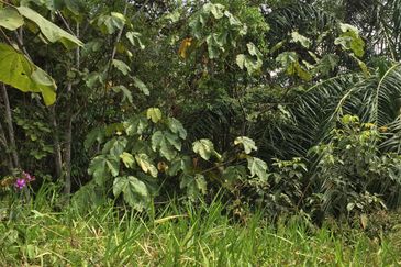 Freehold agriculture land with 25 yo rubber trees for sale