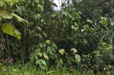 Freehold agriculture land with 25 yo rubber trees for sale