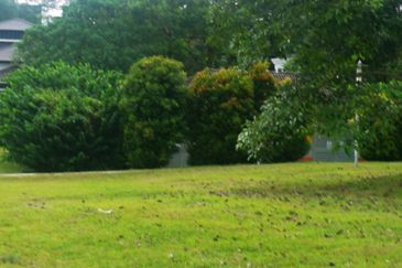 The Lotus of The Mines