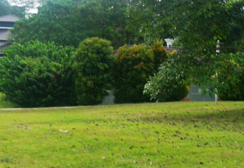 The Lotus of The Mines