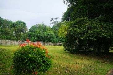 The Lotus of The Mines