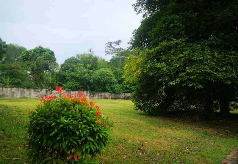 The Lotus of The Mines