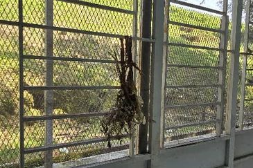 Rafflesia @ The Hill