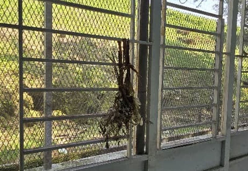 Rafflesia @ The Hill