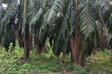 Kuala Pilah, Kuala Pilah, Negeri Sembilan, Agricultural Land For Sale