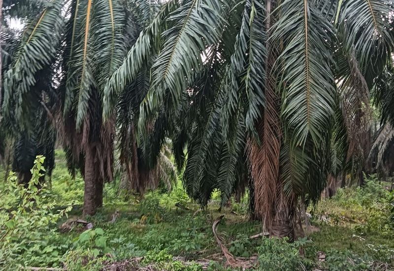 Kuala Pilah, Kuala Pilah, Negeri Sembilan, Agricultural Land For Sale