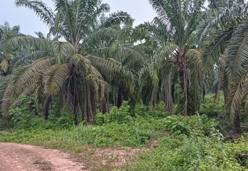 Kuala Pilah, Kuala Pilah, Negeri Sembilan, Agricultural Land For Sale