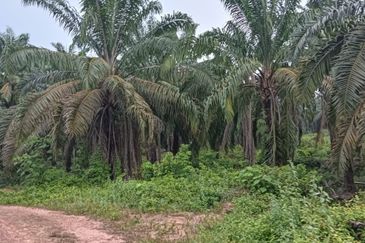 Kuala Pilah, Kuala Pilah, Negeri Sembilan, Agricultural Land For Sale