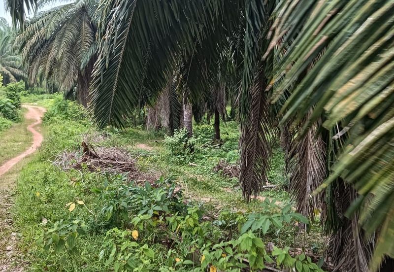 Kuala Pilah, Kuala Pilah, Negeri Sembilan, Agricultural Land For Sale