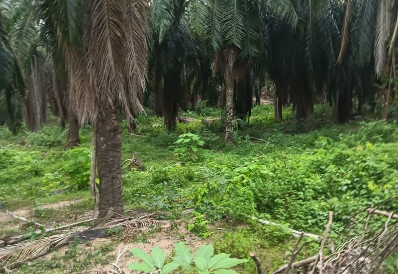 Kuala Pilah, Kuala Pilah, Negeri Sembilan, Agricultural Land For Sale