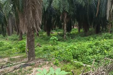 Kuala Pilah, Kuala Pilah, Negeri Sembilan, Agricultural Land For Sale