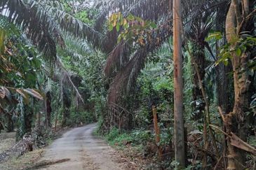 Land for Sale (Zoning: Agriculture) @ Mukim Chinchin, Jasin, Melaka