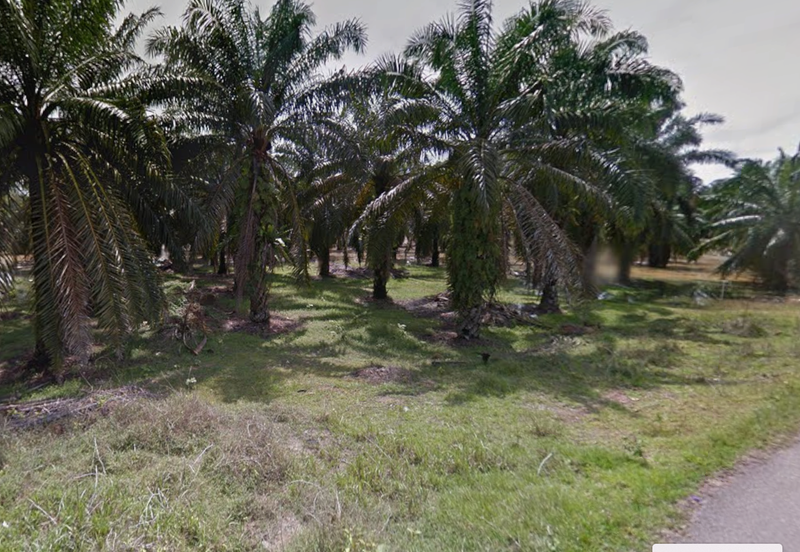 Land for Sale (Durian Farm) @ Merlimau, Jasin, Melaka