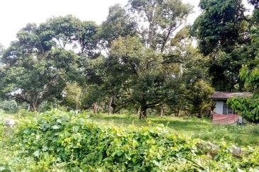 Agriculture Land (Durian Plantation) @ Near Bemban, Jasin, Melaka