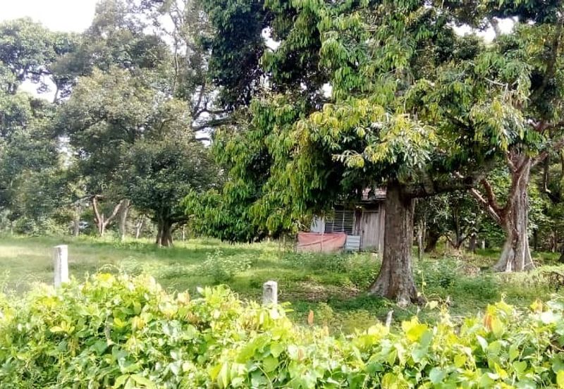 Agriculture Land (Durian Plantation) @ Near Bemban, Jasin, Melaka