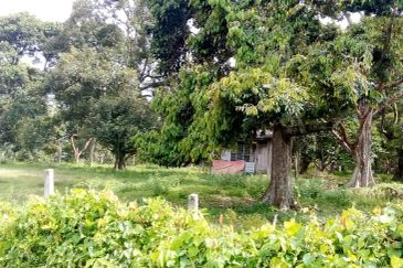 Agriculture Land (Durian Plantation) @ Near Bemban, Jasin, Melaka