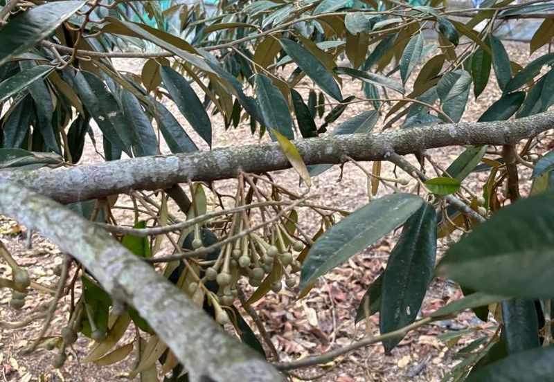 Orchard Land @ Mukim Bukit Lintang, Melaka Tengah