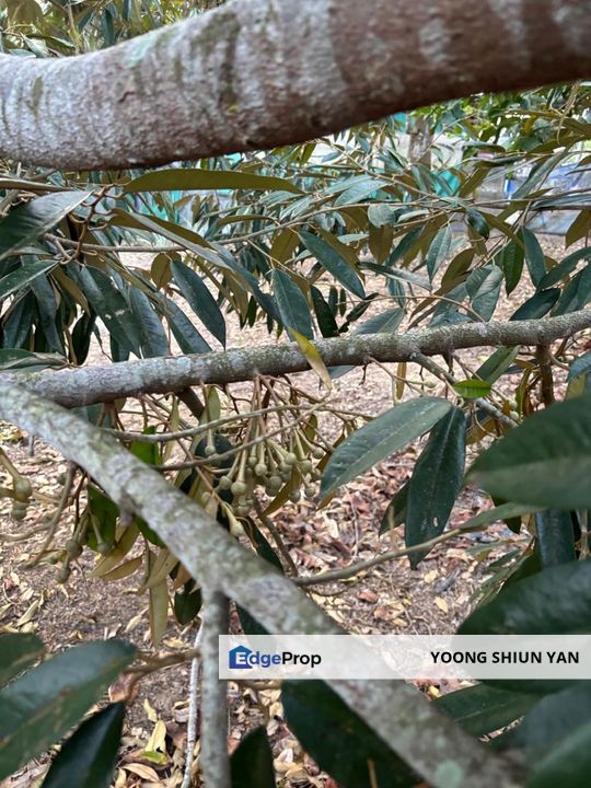 Orchard Land @ Mukim Bukit Lintang, Melaka Tengah, Melaka, Melaka Tengah