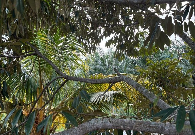 Orchard Land @ Mukim Bukit Lintang, Melaka Tengah