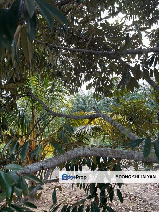 Orchard Land @ Mukim Bukit Lintang, Melaka Tengah, Melaka, Melaka Tengah