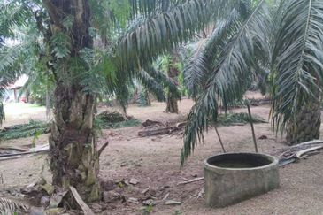 Land for Sale (Zoning: Agriculture) @ Mukim Chinchin, Jasin, Melaka