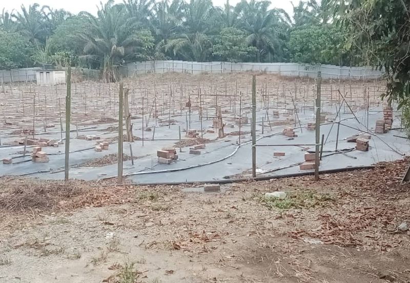 Land for Sale (Zoning: Agriculture) @ Parit Melana, Alor Gajah, Melaka