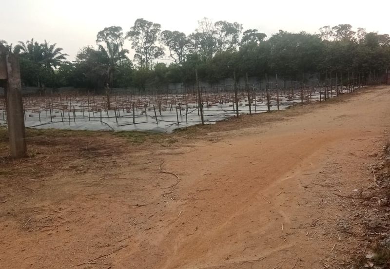 Land for Sale (Zoning: Agriculture) @ Parit Melana, Alor Gajah, Melaka