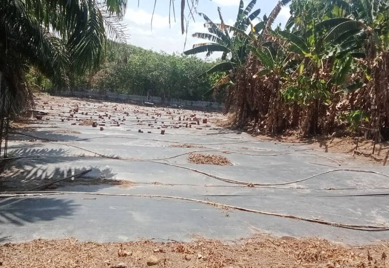 Land for Sale (Zoning: Agriculture) @ Parit Melana, Alor Gajah, Melaka