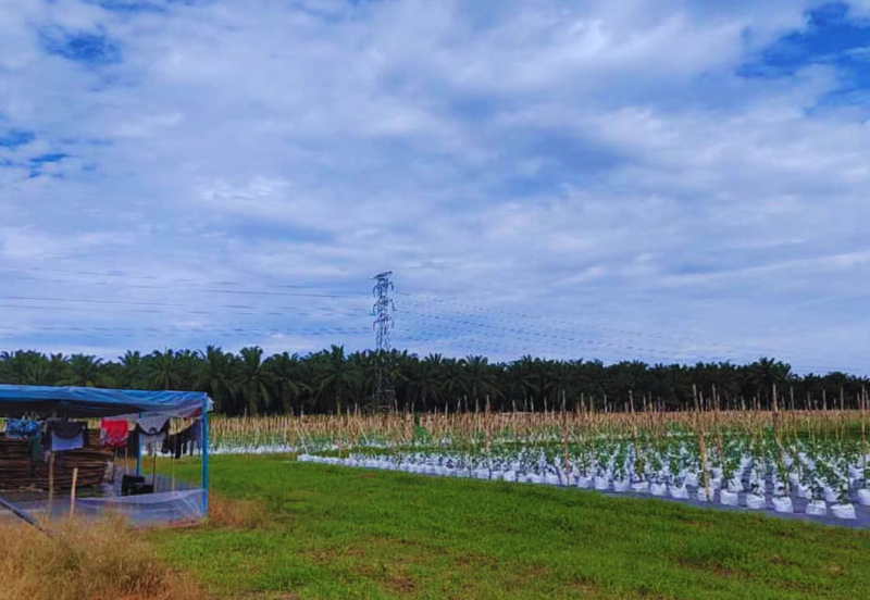 Agriculture Land @ Taiping