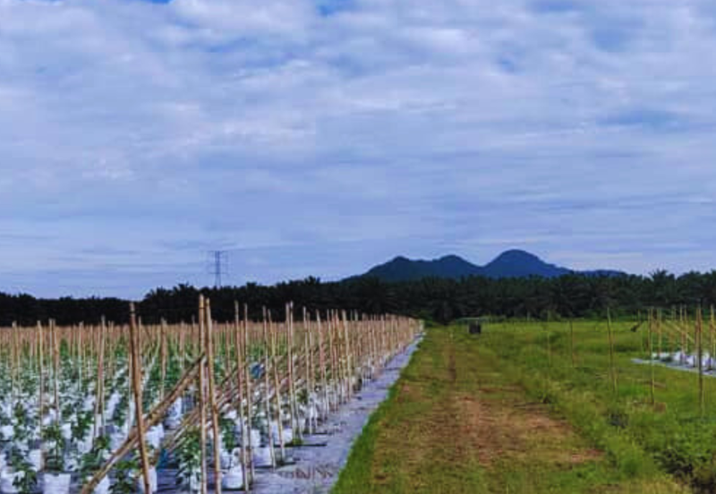 Agriculture Land @ Taiping