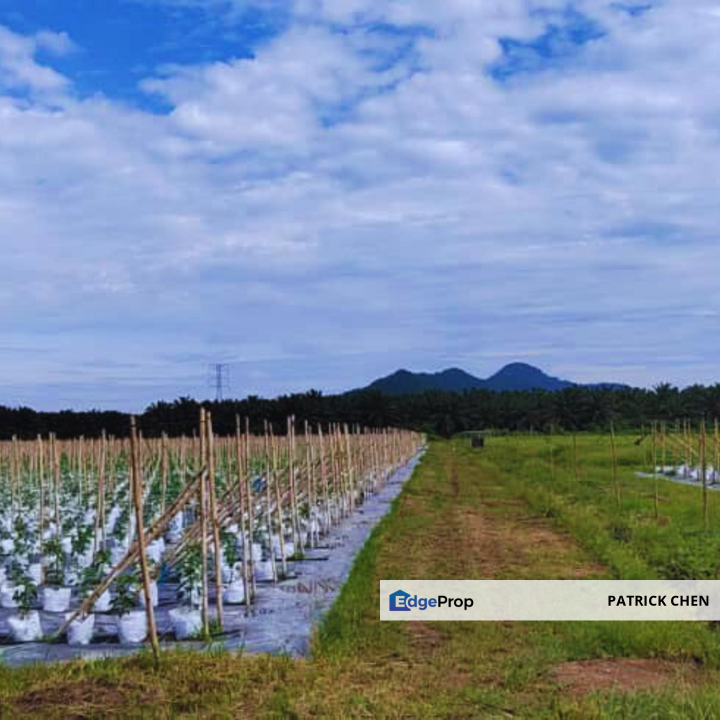 Freehold Potential Development Land for Sales @ Taiping, Perak, Perak, Taiping