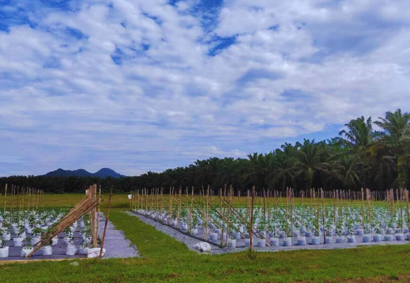 Agriculture Land @ Taiping