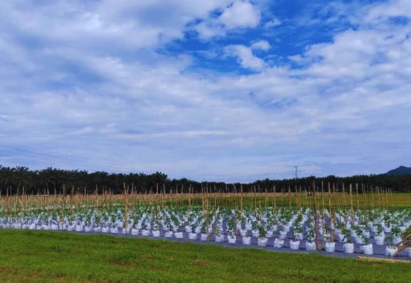 Agriculture Land @ Taiping
