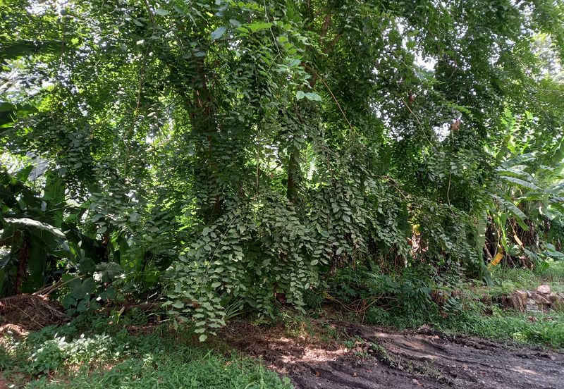 Bungalow Land @ Bukit Gasing , Section 5 Petaling Jaya, Selangor .