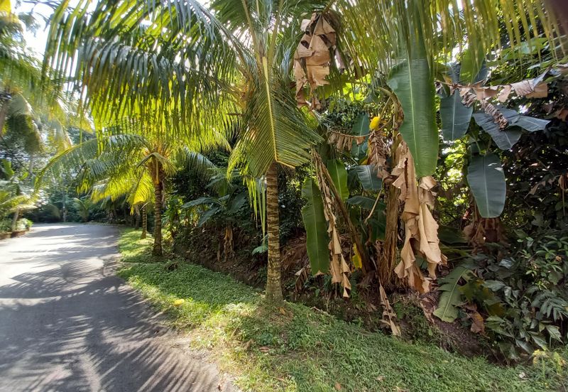 Bungalow Land @ Bukit Gasing , Section 5 Petaling Jaya, Selangor .