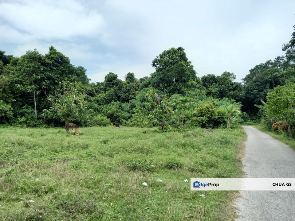 For Sale: Development Land In Kelantan, Guntong,Kampung Guntong Limbat,Kota Bharu, Kelantan, Kelantan, Kota Bharu