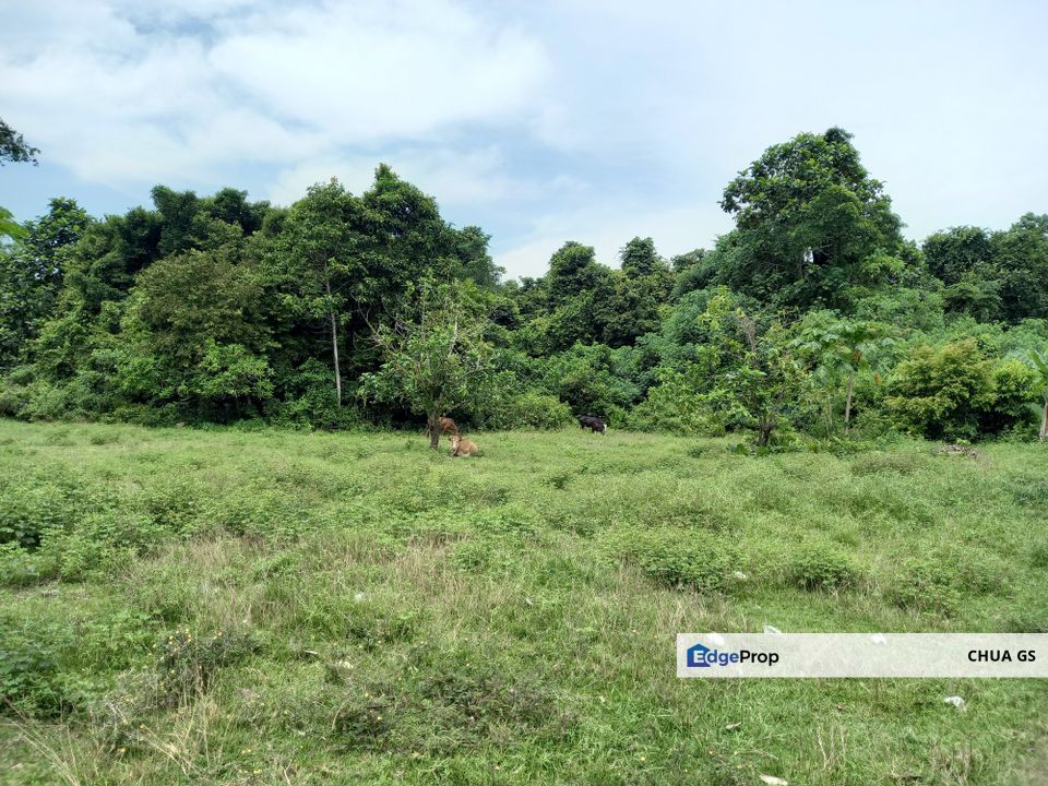 For Sale: Development Land In Kelantan, Guntong,Kampung Guntong Limbat,Kota Bharu, Kelantan, Kelantan, Kota Bharu