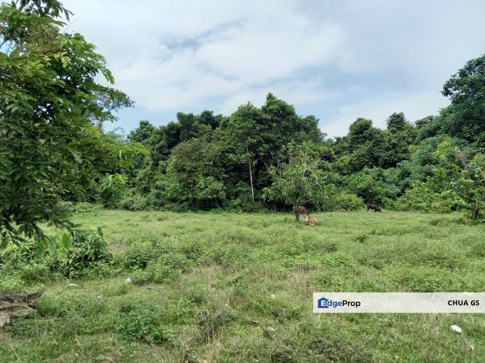 For Sale: Development Land In Kelantan, Guntong,Kampung Guntong Limbat,Kota Bharu, Kelantan, Kelantan, Kota Bharu