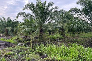 SEBELAH RIMBAYU | Tanah 2.2 Ekar Tanjung Dua Belas Kuala Langat