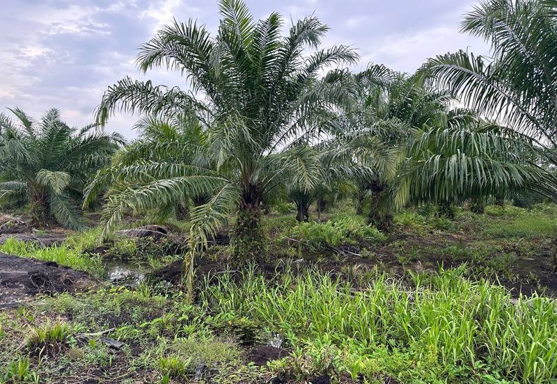 SEBELAH RIMBAYU | Tanah 2.2 Ekar Tanjung Dua Belas Kuala Langat
