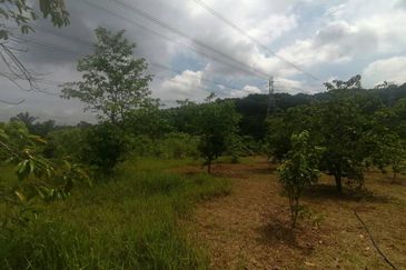 4.66 Acre Freehold NON BUMI Agriculture Land Jende