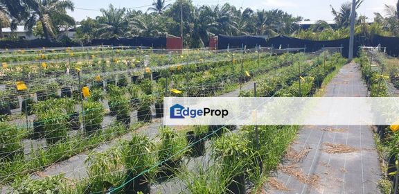 1 Acre Non Bumi Agri Land With Fertigasi Sys at Kg Api Api,K. Selangor, Selangor, Kuala Selangor