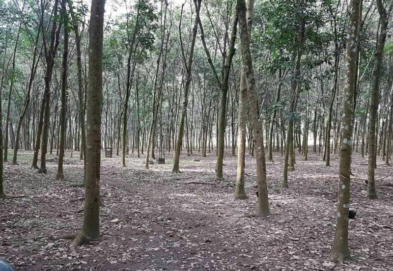 Non Bumi Lot Freehold Kampung Sentosa, Batang Kali 6.8 Ekar